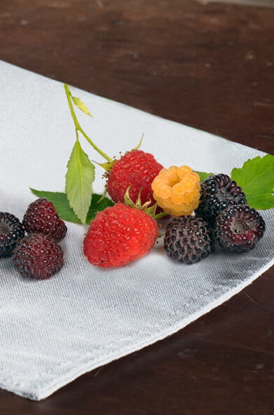 Varietes de framboise sur une table.