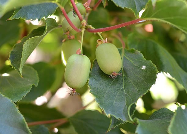 Kiwis – Image 2